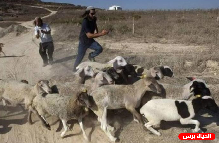 مستوطنون يلاحقون رعاة أغنام في الأغوار الشمالية